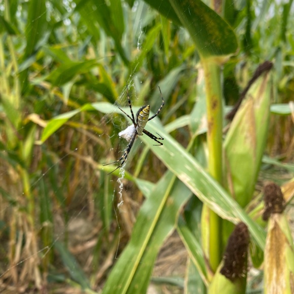 Meet your Posher, Sam - Picture 1 of 1